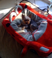 teacup yorkie